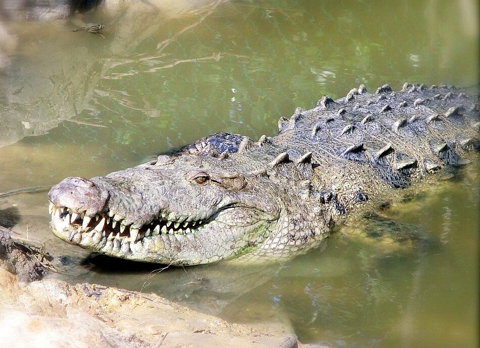 A close up of a belizean crocodile